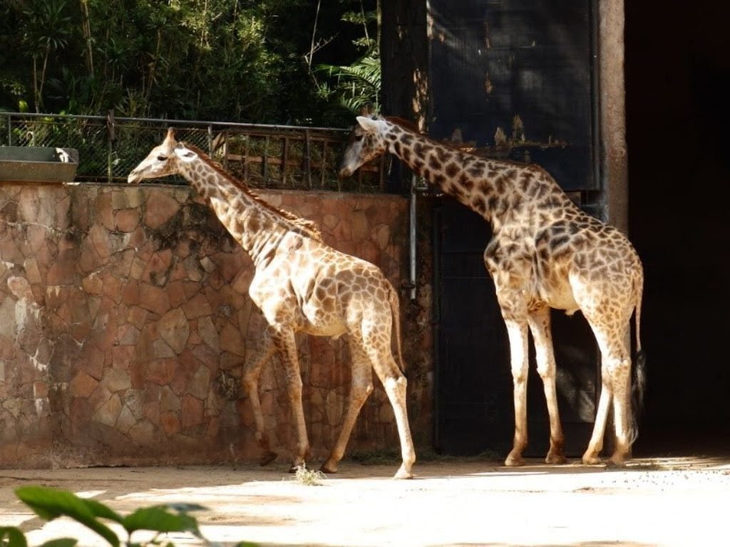 Parque Zoológico de São Paulo (Foto: Divulgação)