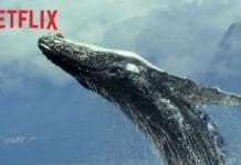 Netflix lança trailer estendido de ‘Nosso Planeta’