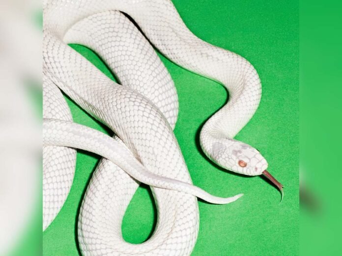 Deftones lança 'private music', décimo álbum de estúdio (Foto: Divulgação)